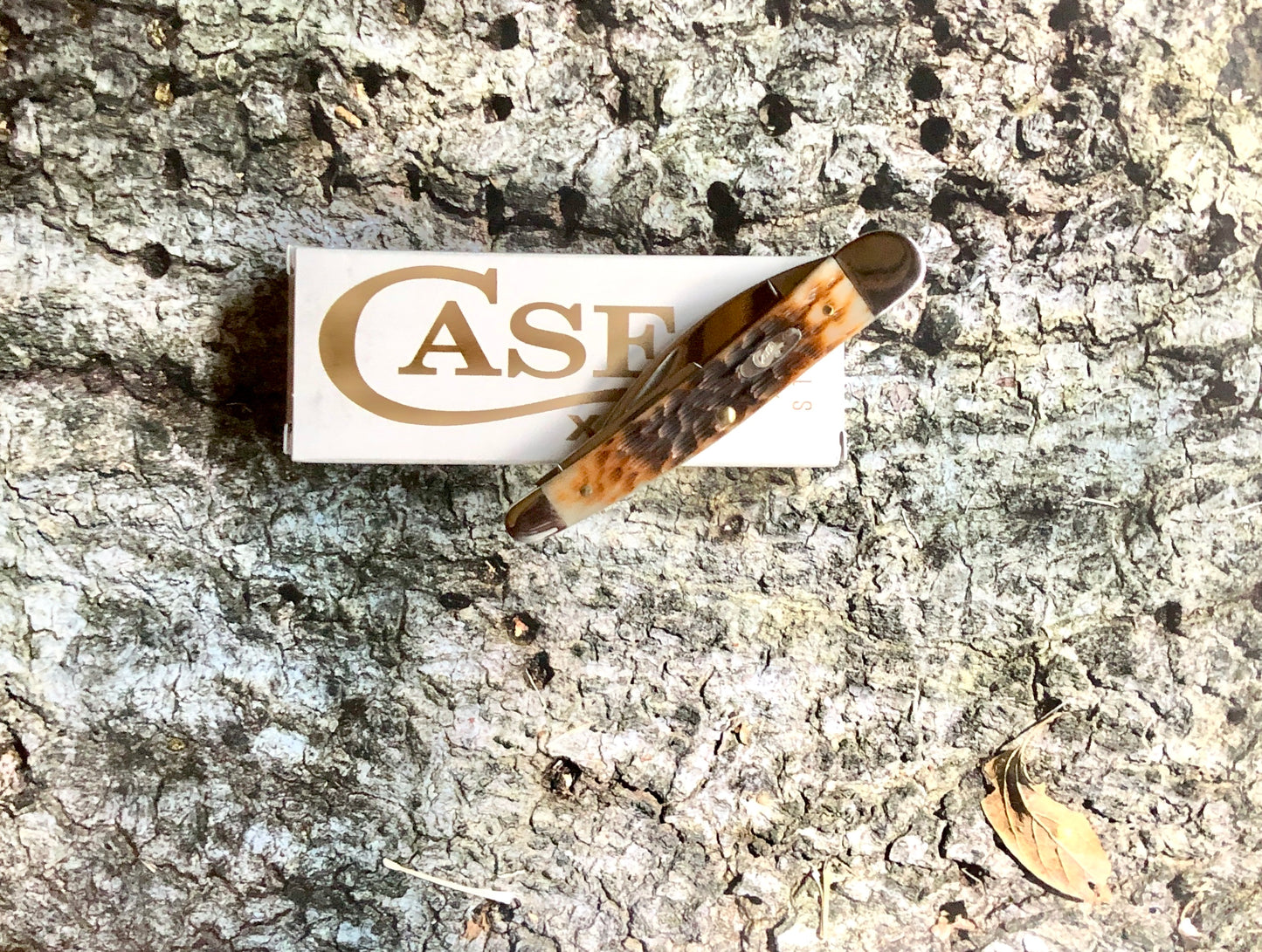 Case XX CA30094 Seahorse Whittler — Peach Seed Jig Amber Bone | Carbon Steel Blades